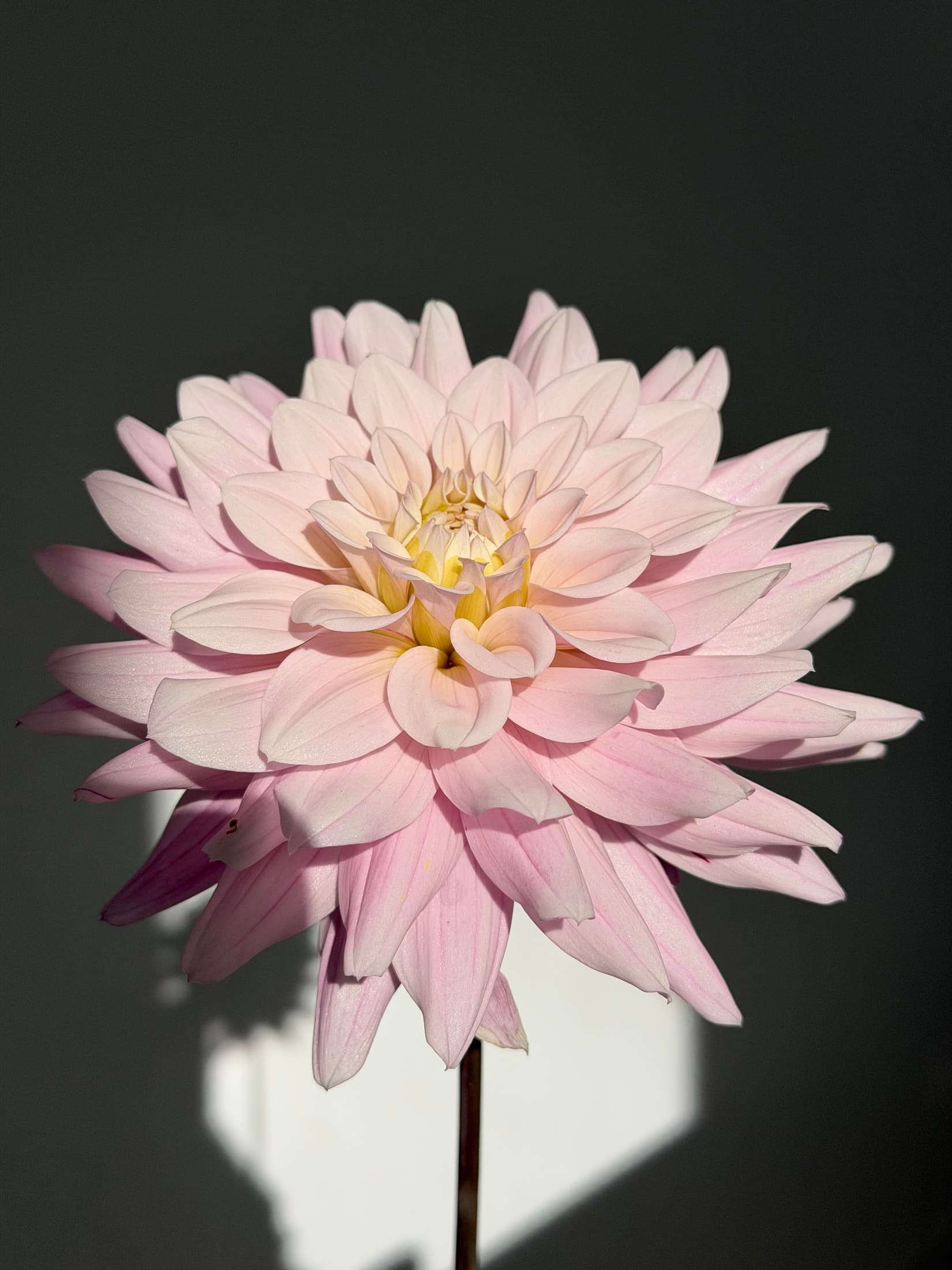 Pale pink decorative dahlia with layered pointed petals and a creamy yellow centre