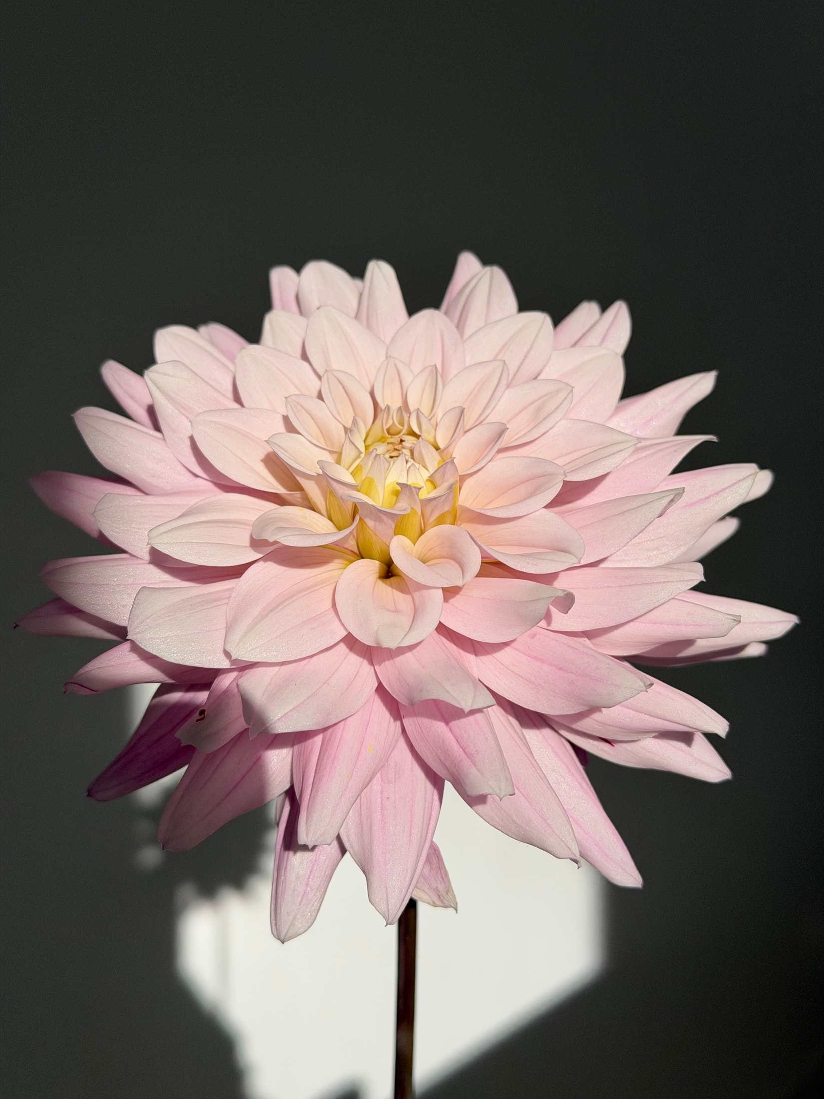 Pale pink decorative dahlia with layered pointed petals and a creamy yellow centre