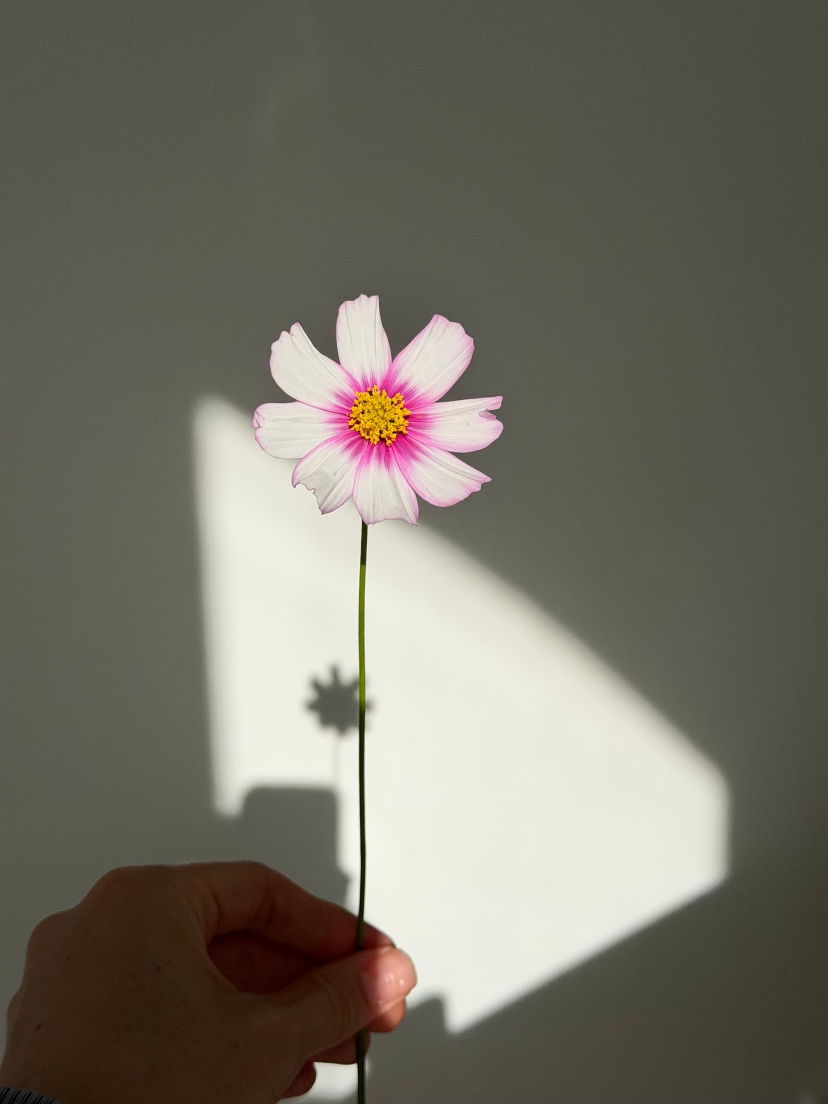 White cosmos with a pink centre and yellow disc held by its long slender stem