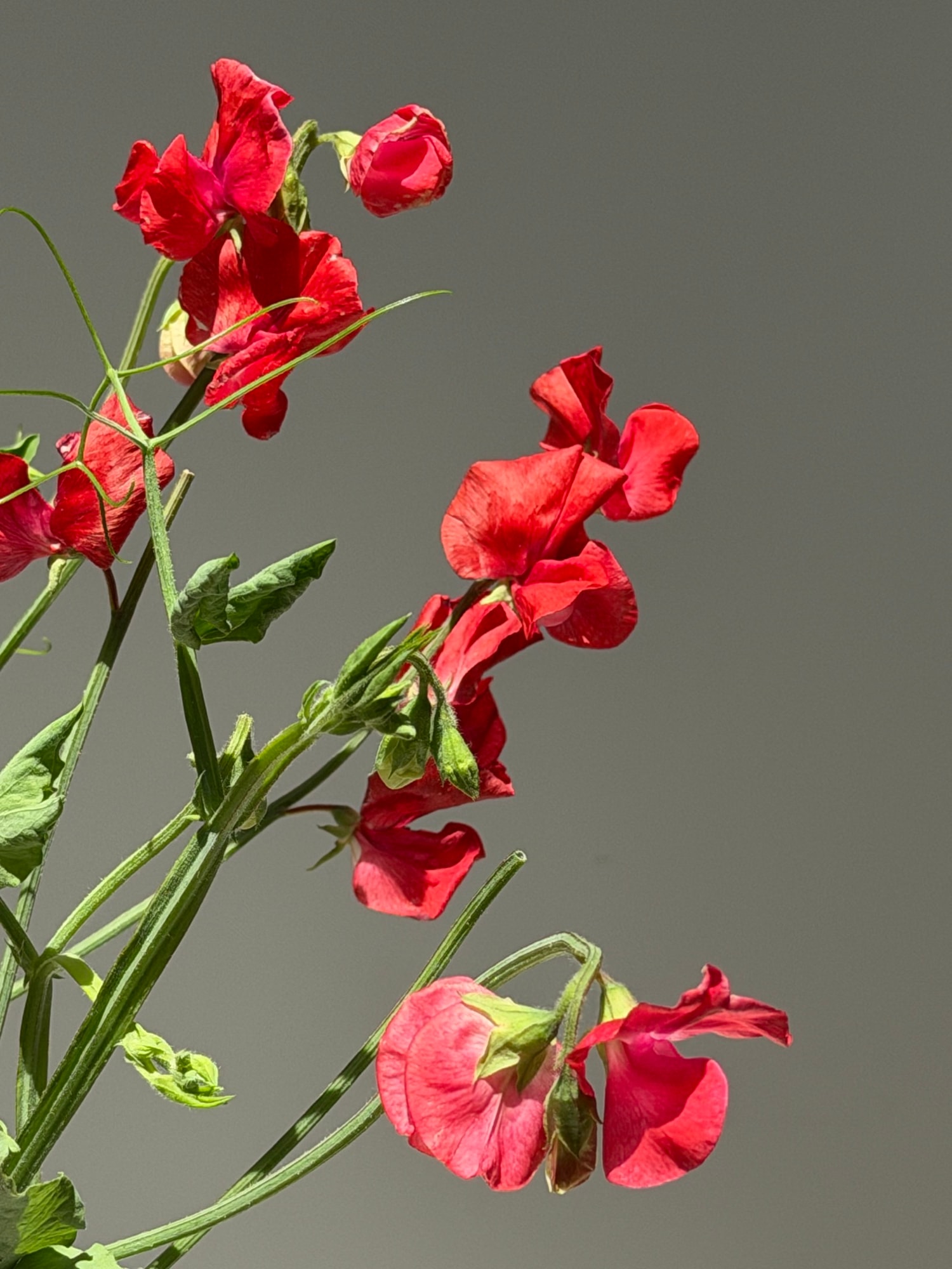 Close-up of coral-red sweet pea blossoms against a neutral grey background