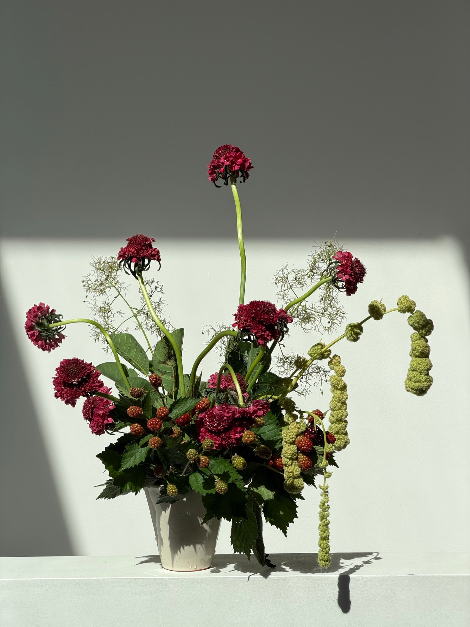Airy burgundy scabiosa and white lace flowers in a white ceramic vase with dramatic shadows