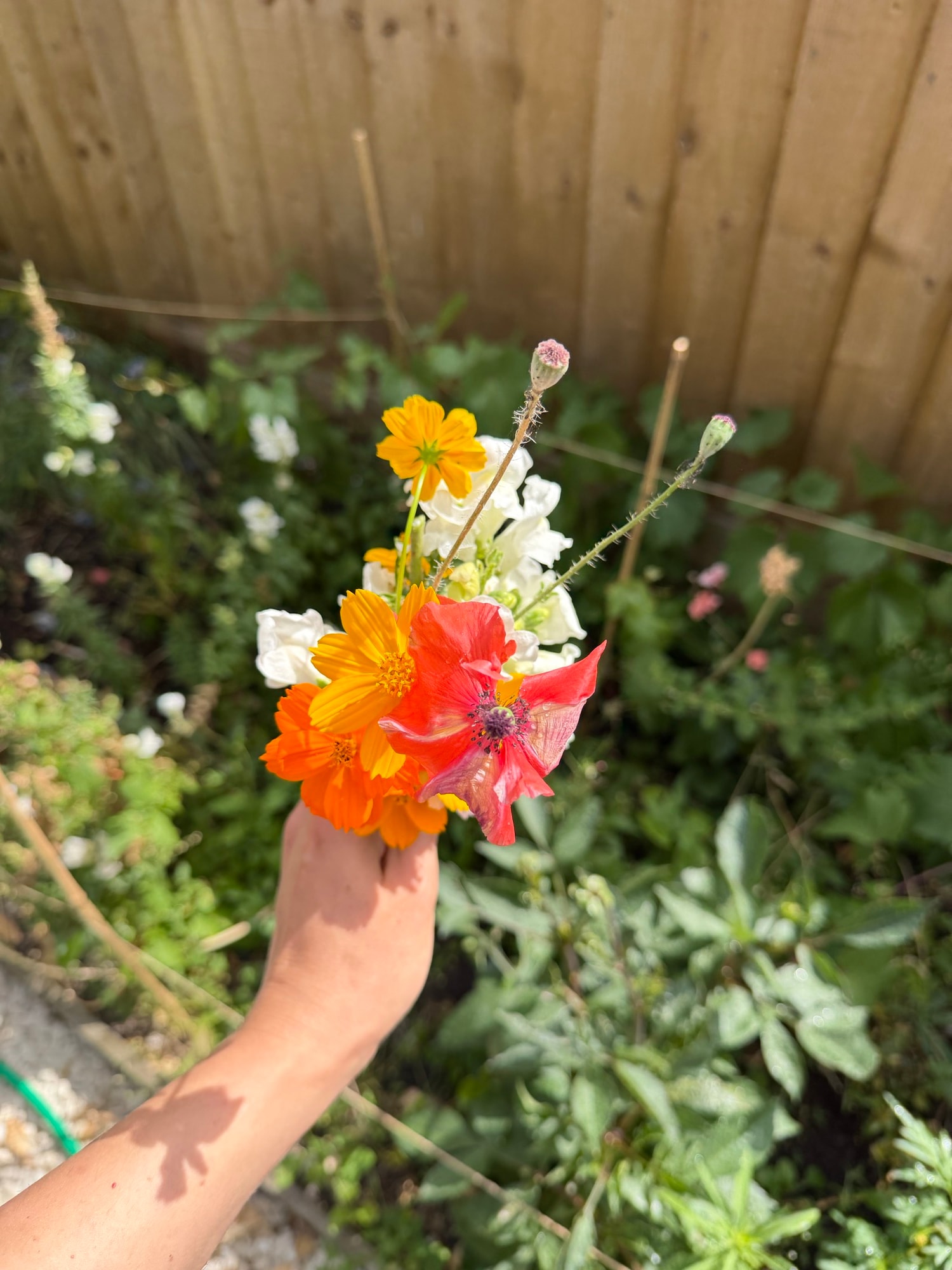 Hand holding a small bouquet of red poppy, orange cosmos, and white garden flowers