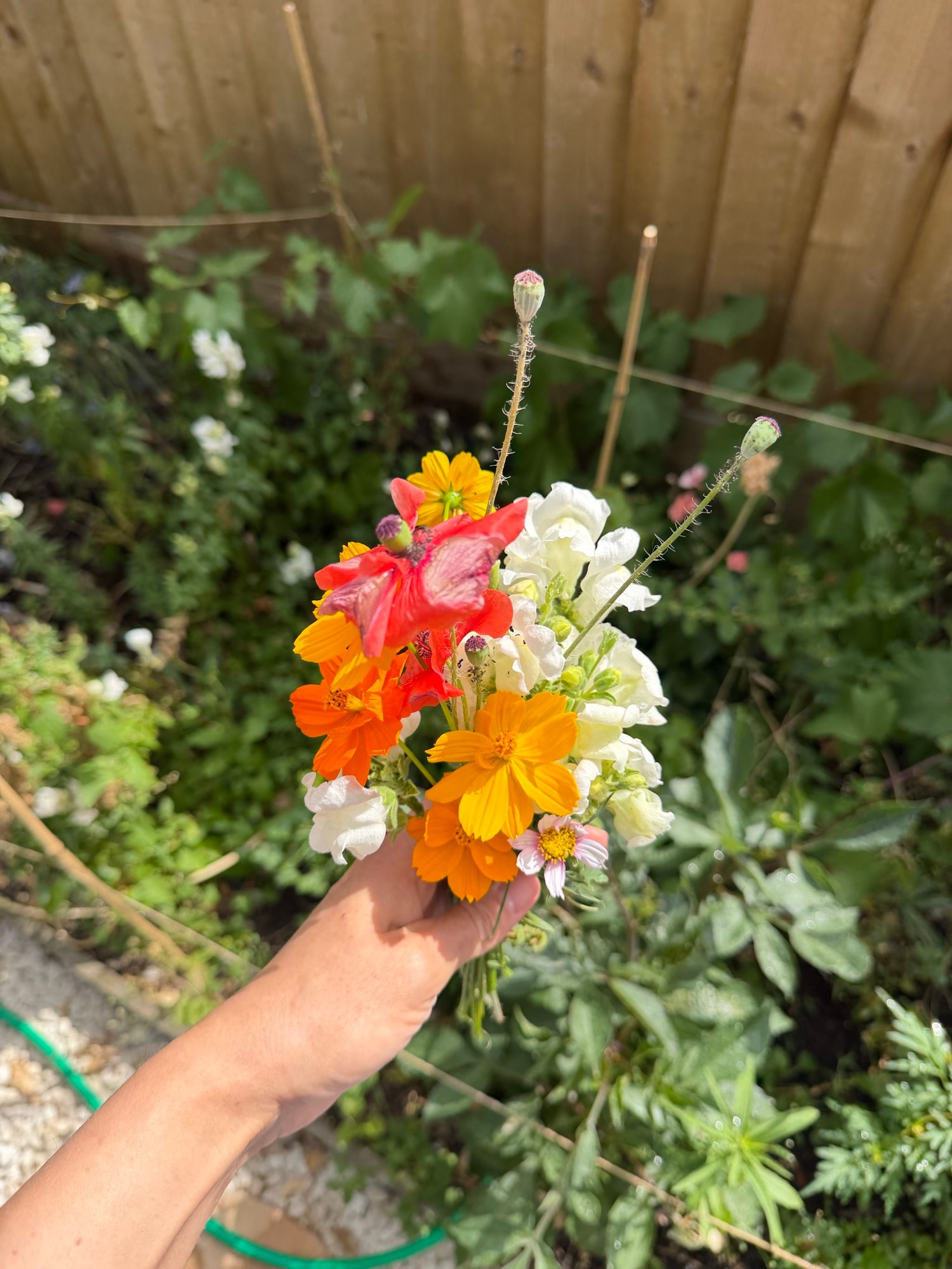 Hand holding colorful garden flowers against a wooden fence and green foliage