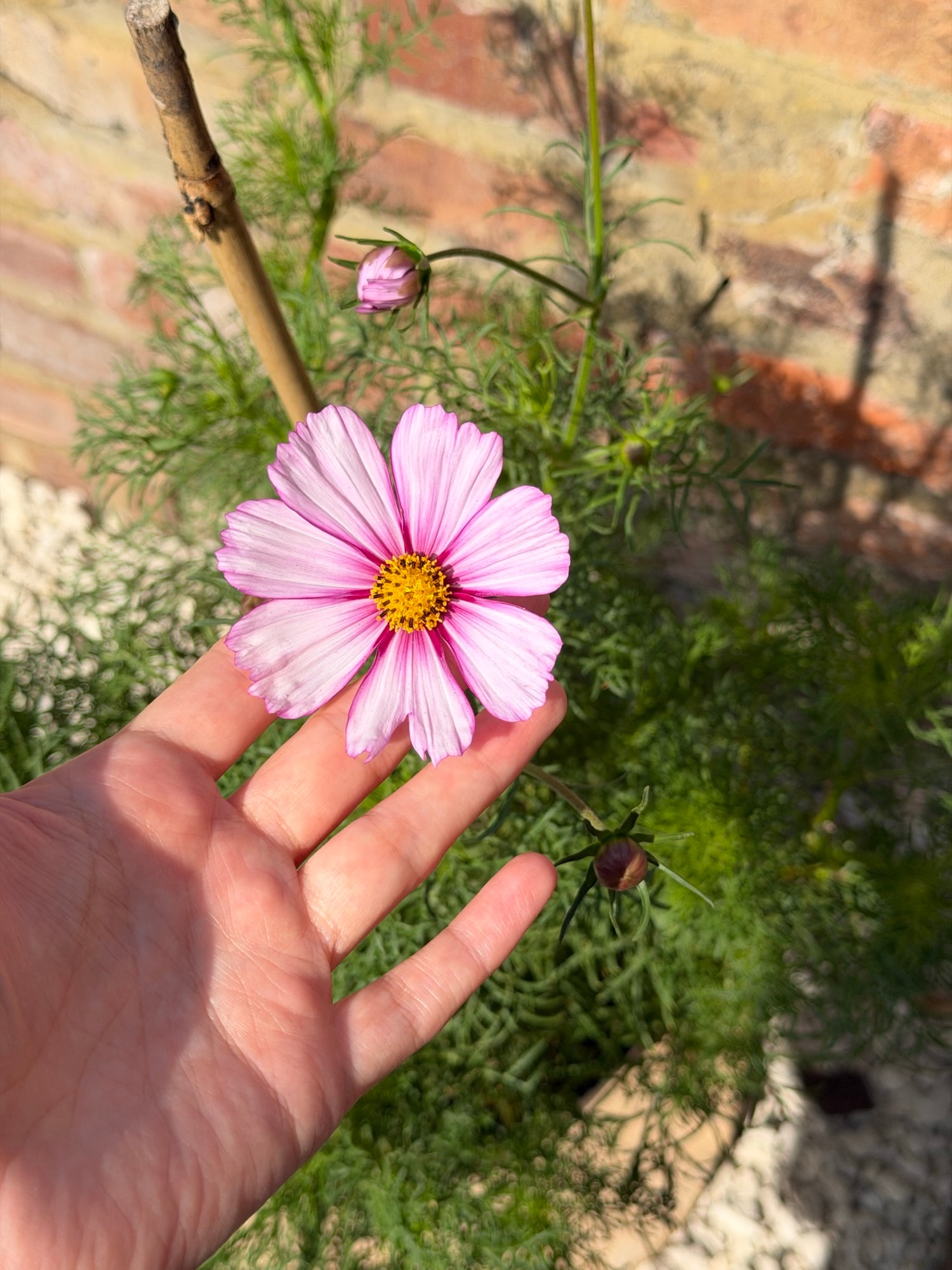 Hand presenting a single pink-striped cosmos flower against brick and garden foliage