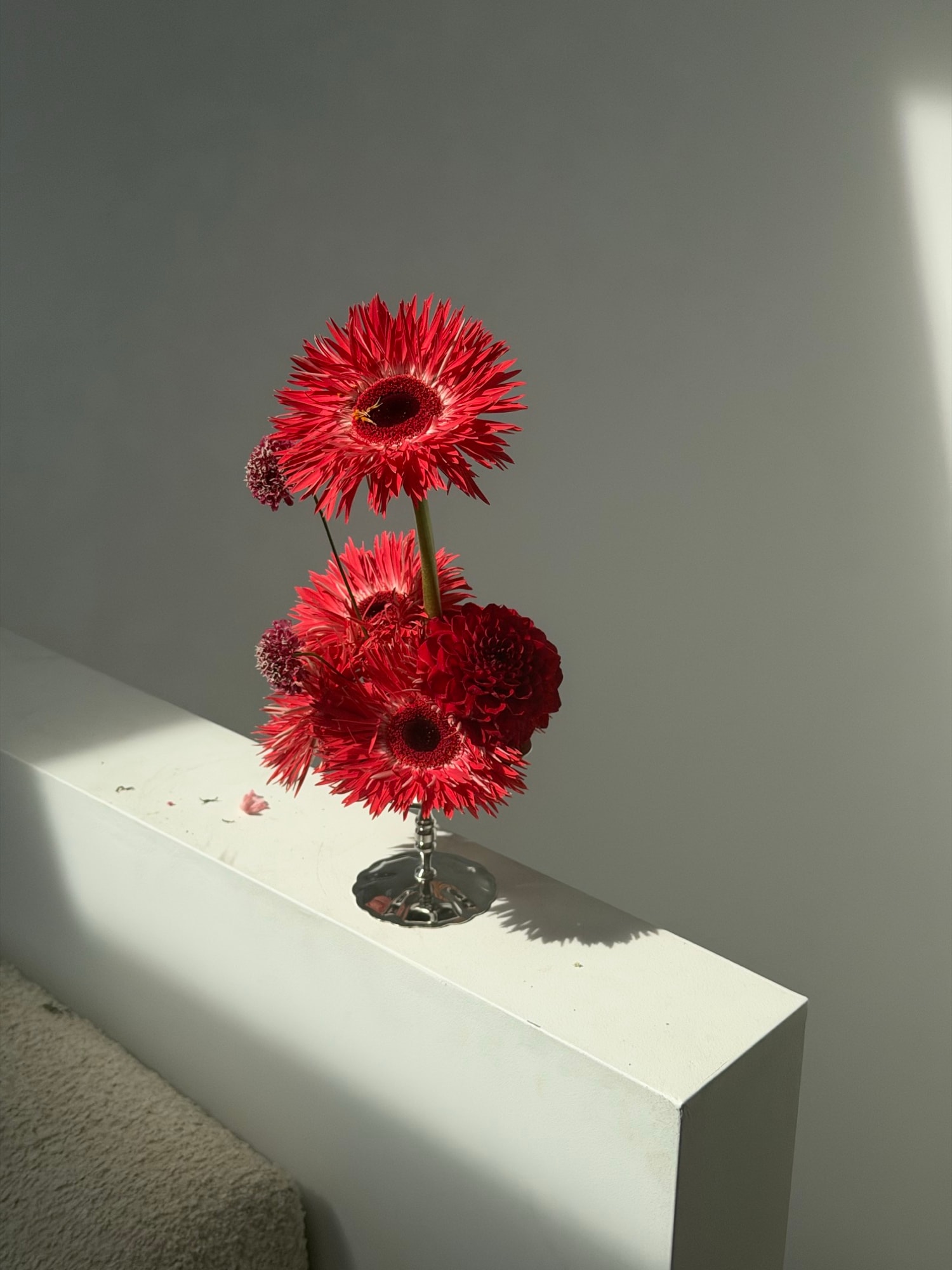 Top-down red fringed blooms in a small silver vessel casting a long shadow on a white plinth