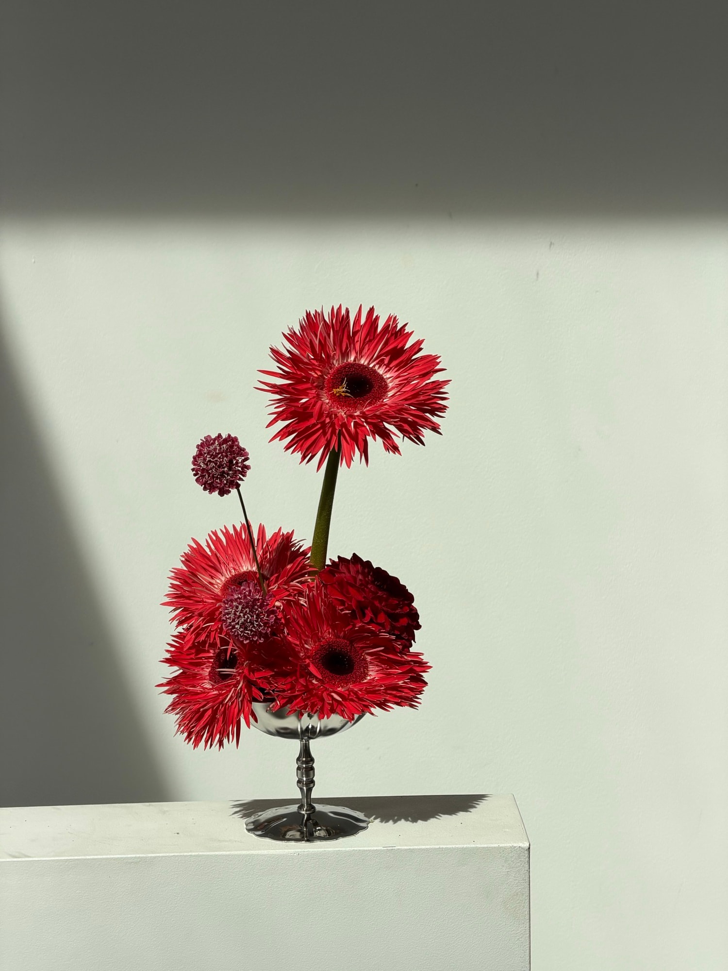 Deep red gerberas and a burgundy allium in a silver vase on a white block with dramatic diagonal shadow