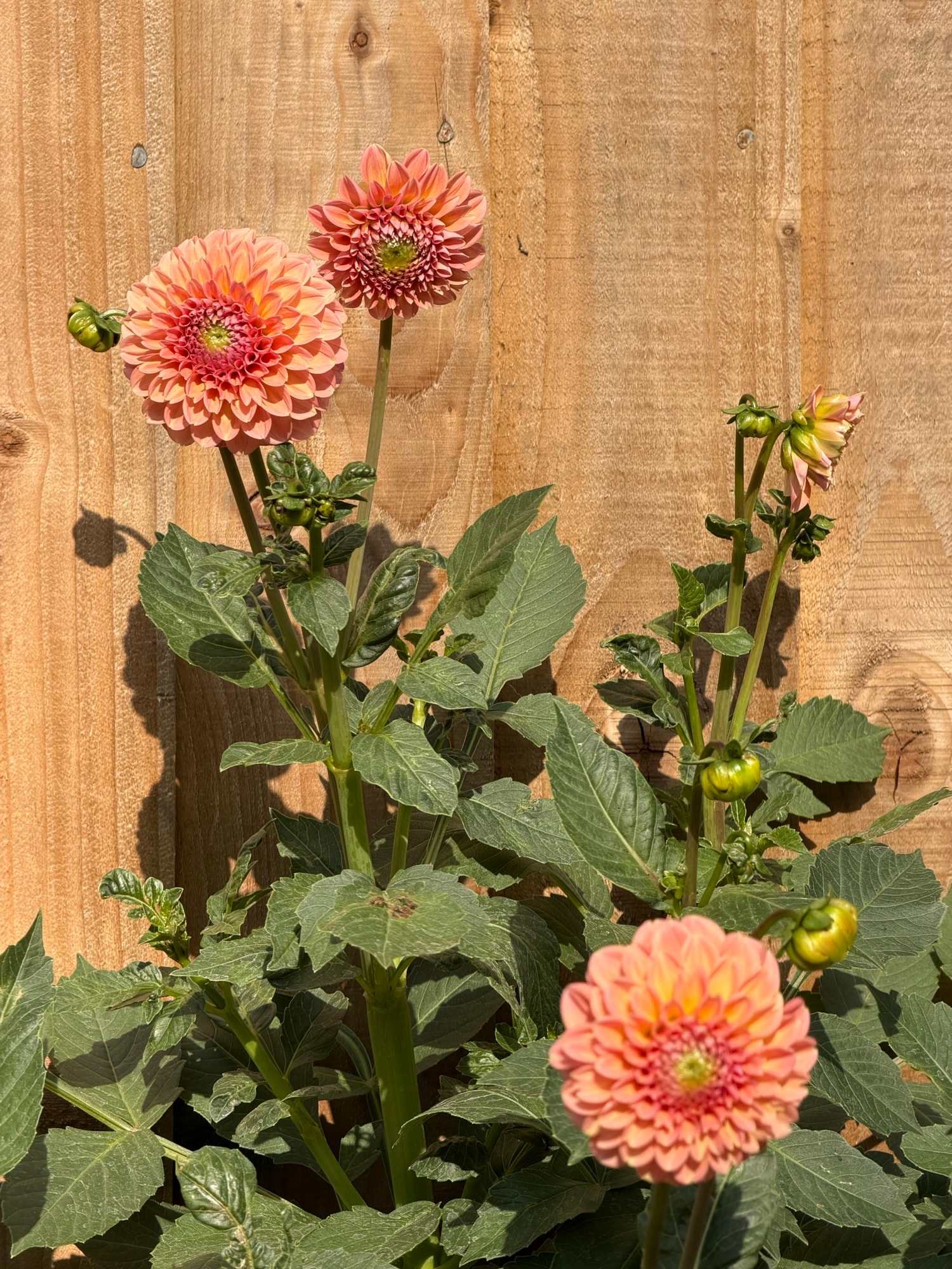 Peach pom-pom dahlias and green buds growing against a sunlit wooden fence