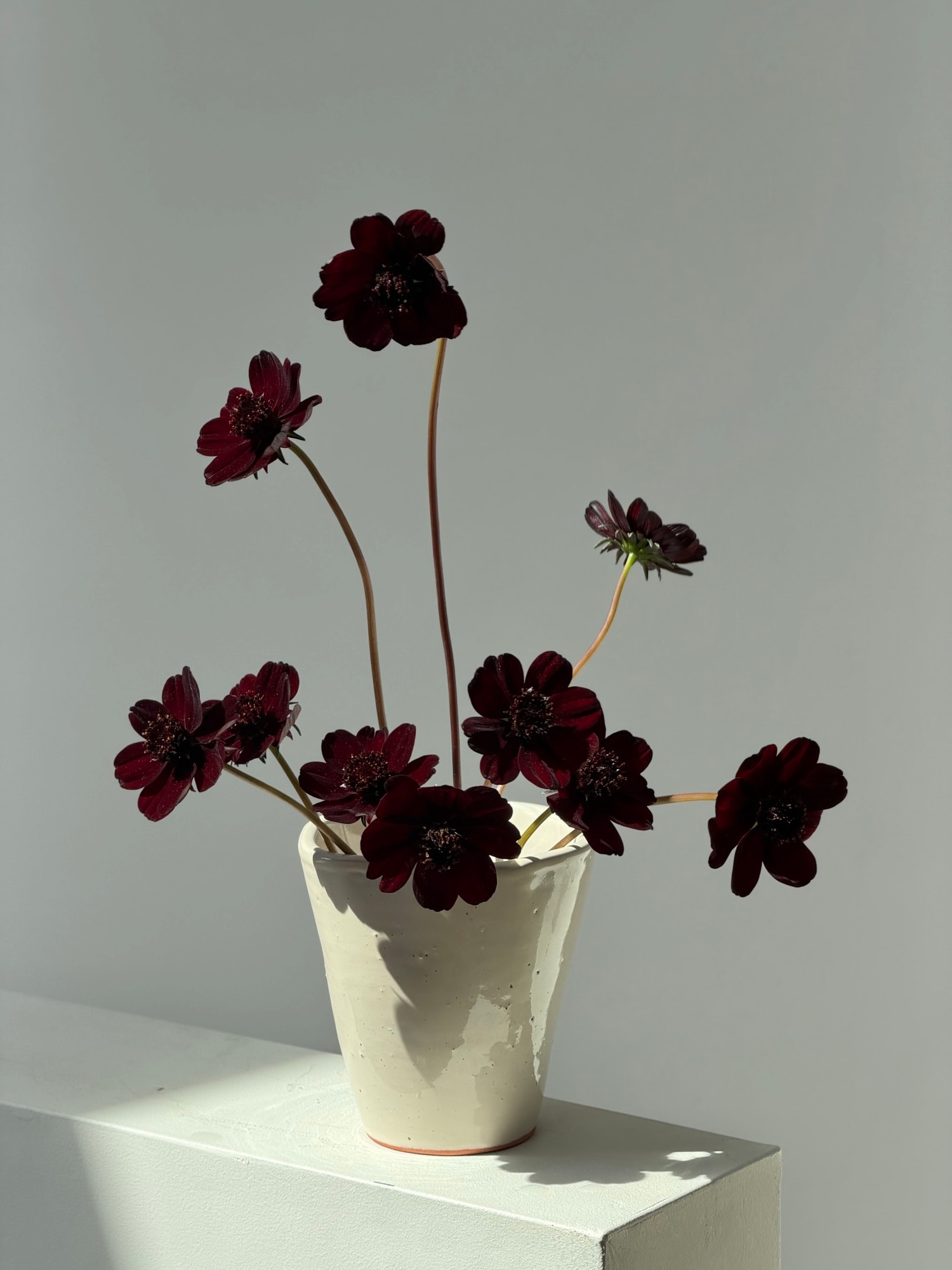 Airy spray of chocolate cosmos on thin stems in a white ceramic vase casting sharp shadows