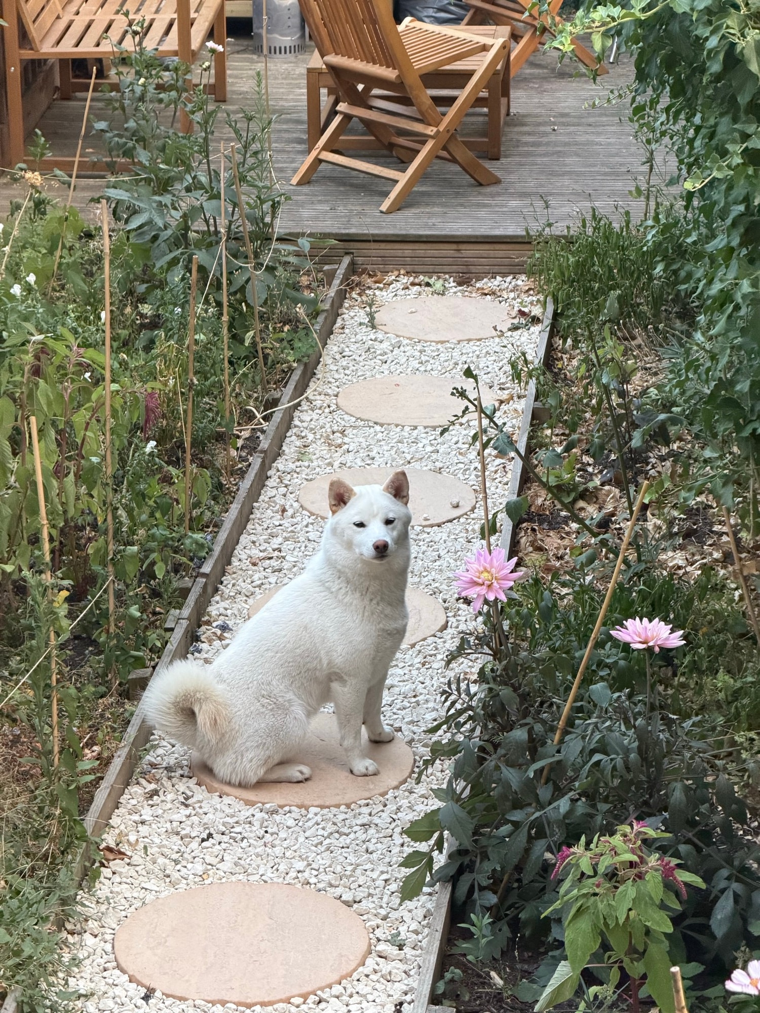 White dog sitting on garden stepping stones beside pink dahlias